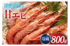 甘エビ 冷蔵 800g [小川水産 石川県 志賀町 CM6006] 甘えび あまえび エビ 海老 甘海老