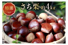 栗 特選 さち栗 Мサイズ 約 4kg [金曽農園 石川県 宝達志水町 38600628] くり 和栗 国産 産地直送 秋の味覚