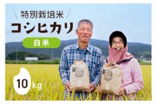 【期間限定発送】 米 令和6年 特別栽培米 コシヒカリ 白米 10kg ×1 [農家にしの 石川県 宝達志水町 38600887] 米 お米 ご飯 ごはん 精米 こしひかり 石川 美味しい