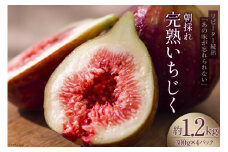 【期間限定発送】＜2025年8月後半より順次発送＞ いちじく 生 完熟 約1.2kg (300g×4パック) [モアショップヤマモト 石川県 宝達志水町 38600615] 果物 くだもの フルーツ イチジク 無花果 期間限定 朝採れ