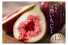 【期間限定発送】＜2025年8月後半より順次発送＞ いちじく 生 完熟 約1.2kg (300g×4パック) [モアショップヤマモト 石川県 宝達志水町 38600615] 果物 くだもの フルーツ イチジク 無花果 期間限定 朝採れ