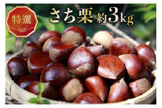 栗 特選 さち栗 Lサイズ 約 3kg [金曽農園 石川県 宝達志水町 38600684] くり 和栗 産地直送 秋の味覚