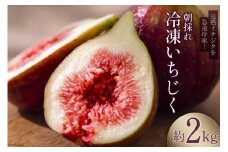 【期間限定発送】＜2025年10月頃より発送＞ 完熟 いちじく 2kg 冷凍 [モアショップヤマモト 石川県 宝達志水町 38600724] 冷凍いちじく イチジク 無花果 果物 くだもの フルーツ デザート ジャム コンポート スムージー シャーベット 石川県産