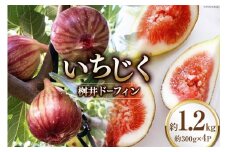 【期間限定発送】 いちじく 桝井ドーフィン 約1.2kg (約300g×4パック) [SAYONSA 石川県 宝達志水町 38601068] 冷蔵 イチジク フルーツ くだもの 無花果 期間限定 果物 朝どれ 産地直送