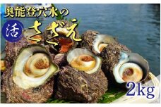朝獲れ直送！活さざえ 約2kg  ～穴水湾でとれた新鮮活サザエ～