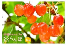 2025年産　先行予約　穴水の風土で育ったさくらんぼ 【数量限定】  穴水産さくらんぼ