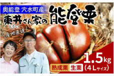 【先行予約】東井栗園の能登熟成栗  1.5㎏（4Lサイズ）～能登の大地で育った能登栗～【2025年10月中旬以降順次発送】/  能登半島 奥能登 くり 生栗 マロン 和栗 焼き栗 栗ごはん 焼き栗 国産 果物