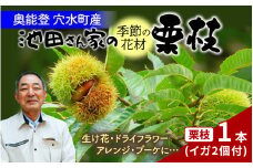 【先行予約】季節の花材 栗枝 1本（約35～38cm）【2025年9月下旬以降順次発送】/ 奥能登 能登半島 フラワーアレンジ ブーケ 花束 生け花 華道 花 お花 能登栗 栗 くり