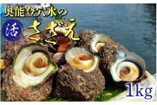 朝獲れ直送！ 活さざえ 約1kg ～穴水湾でとれた新鮮活サザエ～