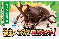 【先行予約】 カブト虫　幼虫・さなぎ観察セット 【2026年4月上旬順次発送】 【 カブト虫 幼虫 さなぎ 観察 セット エサマット 自然 研究 体験 虫 】 [A-081005]