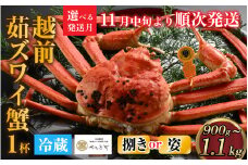 【先行予約】[捌き済選択可][到着日指定可]蟹好きにおすすめ！老舗カニ専門店の「越前ずわいがに」大(900g～1.1kg)【11月中旬より順次発送】 [M-085021]