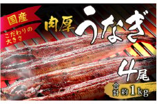 国産 活うなぎ蒲焼 約1kg (約270g×4尾)【愛知県産 国産 無着色 鰻 ウナギ うなぎ】 [D-124005] 