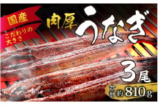 国産 活うなぎ蒲焼 約810g (約270g×3尾) [C-124004] 