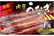 国産 活うなぎ蒲焼 約270g×1尾 [A-124002] 