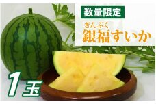 【先行予約】銀福（ぎんぷく）すいか 1玉 【６月下旬ごろ発送予定】 / 小玉すいか 西瓜 スイカ 新品種 高糖度 甘い 種少ない 国産 福井県 福井市 送料無料 [A-022004]