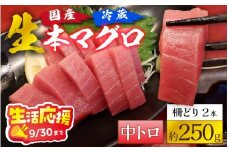 【冷蔵・指定日着可】生本マグロ中トロ 約250g 2～3人前 [A-066005_pr] / 生活応援 国産 まぐろ 鮪 さく 柵どり 冷蔵 真空パック ヘルシー 2人前 3人前 新鮮 刺身 丼