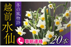 【先行予約】福井の冬の風物詩、厳冬の日本海に向かって咲く「越前水仙」2025年12月中旬より順次発送 [A-159004] 