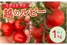 甘くて皮が薄く食べやすい　福井市産ミディトマト『越のルビー』 1kg [A-180002] / 福井市産 農家直送 とまと トマト フルーツトマト ミニトマト 野菜 やさい 新鮮 産地直送 甘い 完熟 リコピン ビタミン