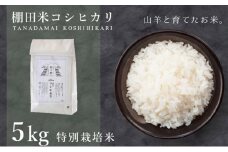 [003-a001] 米 【令和6年産】特別栽培米 コシヒカリ「愛発の棚田米」5kg