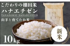 ★ 順次配送開始 令和7年産 新米 ★ 山羊と育てた こだわりの棚田米 『ハナエチゼン』 10kg (単一原料米) ＜数量限定＞【福井のおいしいお米 お米 米 コメ 白米 精米 棚田米 ごはん ご飯 国産 北陸産 ブランド米 10kg 10キロ】[003-a002-A]