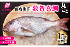 [043-a003] 真鯛 鮮度抜群！ 敦賀真鯛 1匹丸ごと（下処理済）アウトドア料理も手軽！ 【冷凍 アウトドア キャンプ BBQ 塩窯焼き アクアパッツァ マダイ タイ】