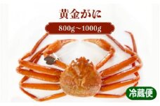 [076-g001] 黄金がに × 1杯（茹で前重量：約800g〜1000g）【2023年11月上旬より順次発送予定】【お届けできない時期：12月上旬〜翌年1月上旬】【ずわいがに 紅ずわい蟹 かに カニ】