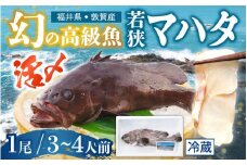  ＜ 期間限定 7月中旬 ＞ 幻の高級魚 若狭マハタ1尾（活〆）約800g前後 3~4人前（福井県敦賀市産）【注意】発送日から4日以内にお召し上がり下さい。お届け不可地域について必ずご確認ください。【お刺身や鍋、煮物に ご当地グルメ お取り寄せ 】[043-c002] 