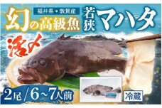 [043-c003] ＜ 期間限定 7月下旬お届け ＞ 幻の高級魚 若狭マハタ 2尾（活〆）合計約1.6kg 前後（福井県敦賀産）6~7人前 数量限定 【注意】発送日から4日以内にお召し上がり下さい。お届け不可地域について必ずご確認ください。【お刺身や鍋、煮物に ご当地グルメ お取り寄せ 】