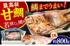 【加福鮮魚】若狭ぐじ 一汐開き 1尾 800g  小浜市 / 加福鮮魚 【配送不可地域：北海道・沖縄・離島】  [BFBC001] 