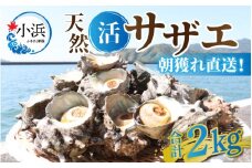 【先行予約/2025年6月中旬より順次発送】【期間限定】朝獲れ直送!若狭の天然活 サザエ 2kg 【配送不可地域：北海道・沖縄・離島】 小浜市 / 桝屋商店 [BFAO015] 