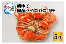 【先行予約/11月7日より順次発送】朝ゆで国産セイコガニ　5杯| 蟹 かに カニ 越前ガニ 越前がに せいこがに セイコガニ せいこ蟹 ボイル 5匹 福井 冷蔵 メス ずわいがに 送料無料 セコガニ せこがに せいこ セイコ せいこガニ セイコ蟹  【配送不可地域：北海道・沖縄・離島】  [BFAA004] 