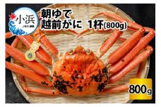 【先行予約/11月7日より順次発送】朝ゆで 越前がに1杯　【800g】 / ずわいがに 蟹 ズワイガニ 小浜市 / 小浜海産物 【配送不可地域：北海道・沖縄・離島】  [BFAA002] 