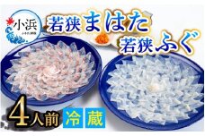 【着日指定可能】【冷蔵でお届け】 「若狭ふぐのてっさ」 と 「若狭まはたのお刺身」 セット 【4人前】   小浜市 / 若狭ふぐの宿 下亟 【配送不可地域：北海道・沖縄・離島】  [BFAF020] 