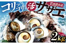 【先行予約/6月下旬より発送】若狭湾直送！天然活さざえ 2kg / 貝 さざえ 酒の肴 おつまみ バーベキュー 【配送不可地域：北海道・沖縄・離島】 小浜市 / 真魚源 [BFCJ003] 