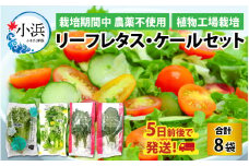 植物工場栽培　リーフレタス・ケールセット【栽培期間中農薬不使用】 ｜ 野菜 セット 詰合せ 地産地消 野菜セット 新鮮 旬の野菜 冷蔵 送料無料 [BFCZ001]