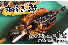丸焼き鯖 原料600g以上(焼き上がり500g以上)×1本【配送不可地域：北海道・沖縄・離島】 小浜市 / 真魚源 [BFCJ004] 