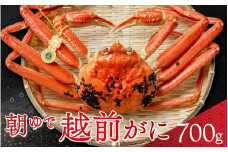 【先行予約/11月7日より順次発送】朝ゆで 越前がに1杯　【700g】 / ずわいがに 蟹 ズワイガニ 小浜市 / 小浜海産物 【配送不可地域：北海道・沖縄・離島】  [BFAA001] 