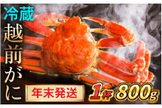 【先行予約/12月25日より順次発送】【年末希望】 越前がに 800ｇ×1杯 ズワイガニ ずわいがに ボイル 冷蔵 小浜市 / まるほ商店 【配送不可地域：北海道・沖縄・離島】[BFCS039]
