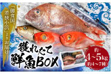 御食の国 若狭小浜より！獲れたて鮮魚BOX｜4～5kg 4～7種  【配送不可地域：北海道、北東北（秋田、青森、岩手）、九州、沖縄、離島】  [BFAA060] 