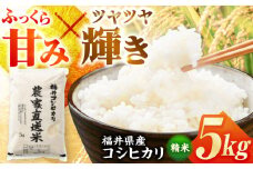【 先行予約 /9月以降発送】【令和7年産】 福井県産こしひかり 精米 5kg（ビニール袋） 小浜市 / シマダ農園 [BFAV001]