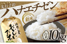【新米 】 【令和7年産】 ハナエチゼン はなえちぜん 白米 10kg / 米 お米 精米 小浜市 / 北川博司 [BFDG004]