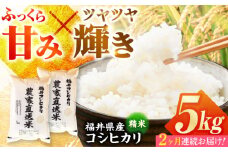 【定期便2回】 【先行予約/9月以降発送】　【令和7年産】 福井県産こしひかり 精米 5kg 小浜市 / シマダ農園 [BFAV009]