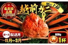 【先行予約】 【11月配送】 越前がに 600ｇ×1杯 小浜市 / まるほ商店 【配送不可地域：北海道・沖縄・離島】[BFCS018-11]