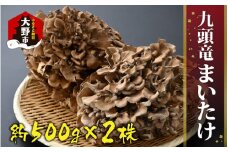 九頭竜まいたけ 2株入り