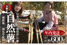 年内発送！日本百名山「自然薯　荒島岳」約600g【2024年11月20日より順次発送】 [A-041001]