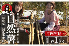 年内発送！日本百名山「自然薯　荒島岳」約1kg【2024年11月20日より順次発送】 [C-041001]