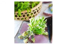 越前大野からお届け　新鮮山の幸　天然山菜セット(2人前）[A-001018]
