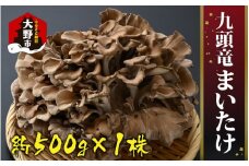 九頭竜まいたけ 1株入り