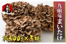 九頭竜まいたけ 3株入り