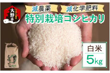 【先行予約】【令和7年産 新米】減農薬・減化学肥料の特別栽培コシヒカリ 白米 5kg 農家直送 福井県大野市産